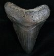 Megalodon Tooth #6990-1